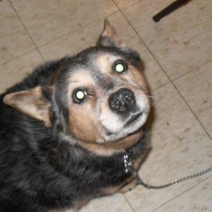 Meet your Posher, Dwight